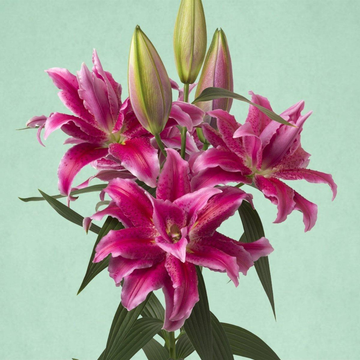 Lily Natascha - Oriental Roselily Double 14/16 | Leo Berbee Bulb
